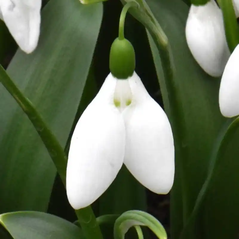 Galanthus ‘Green Eyes‘ | Aanbieding