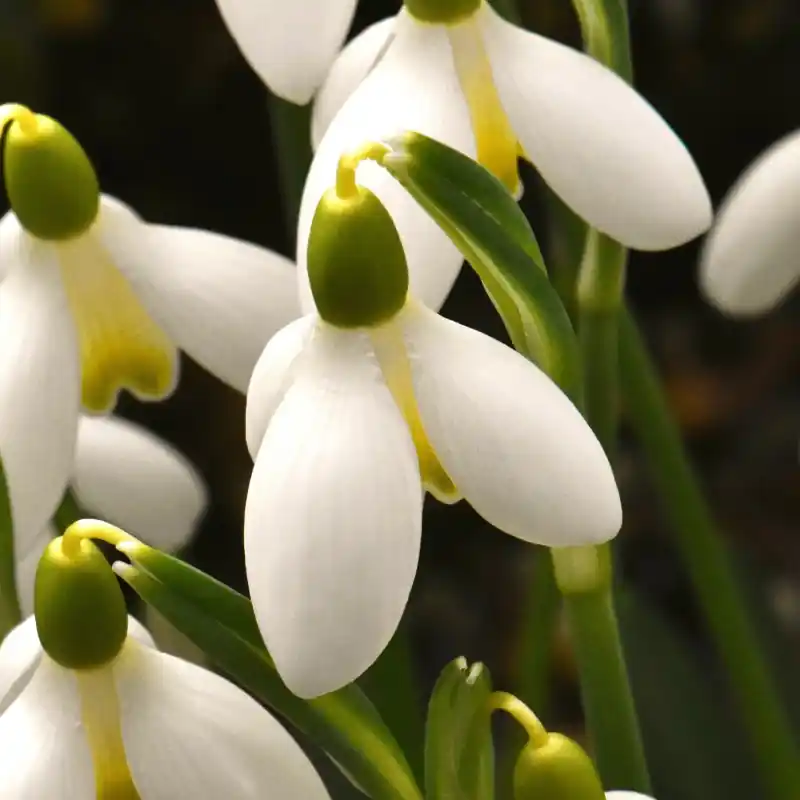 Galanthus ‘Mother Goose‘ | Nog maar een paar beschikbaar