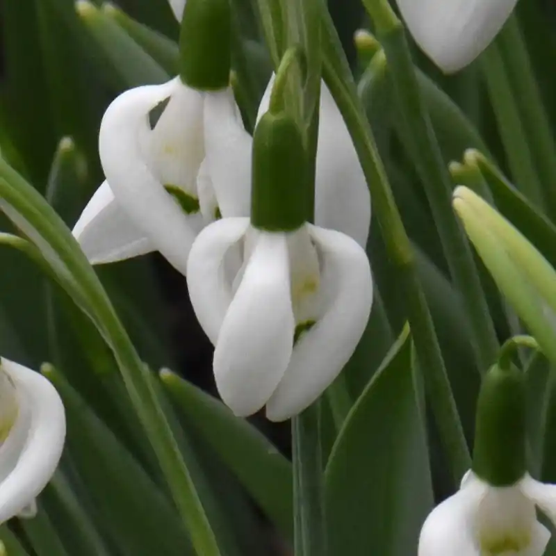 Galanthus ‘Moses Basket‘ | Hoog gewaardeerd