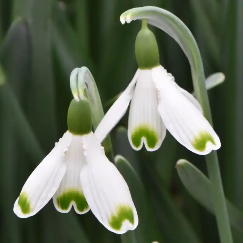 Superprijs | Galanthus ‘Valentine‘s Day‘