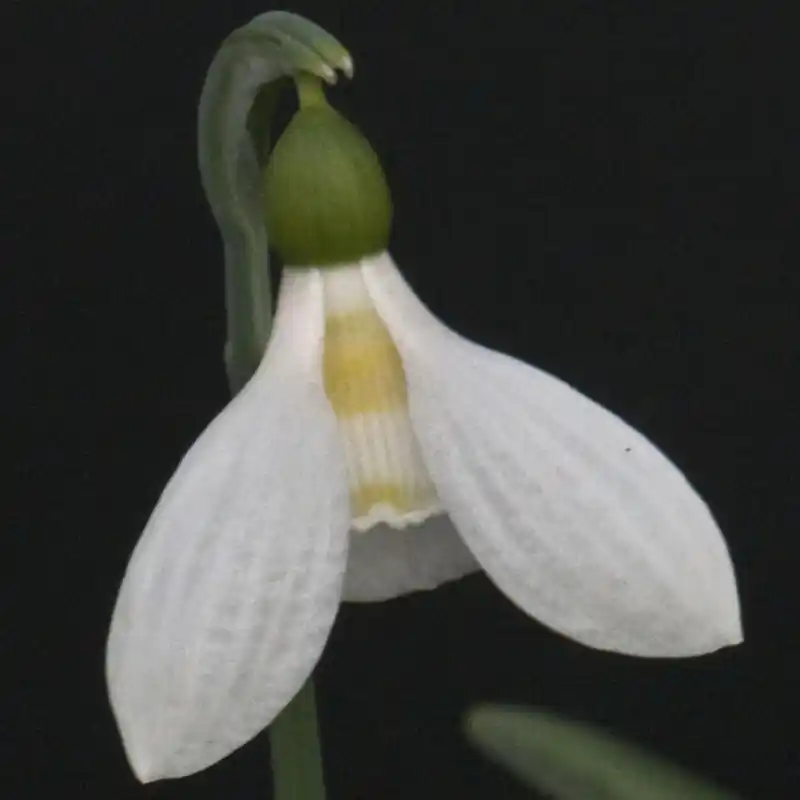 Prijs verlaagd | Galanthus ‘Uli‘s Gift‘
