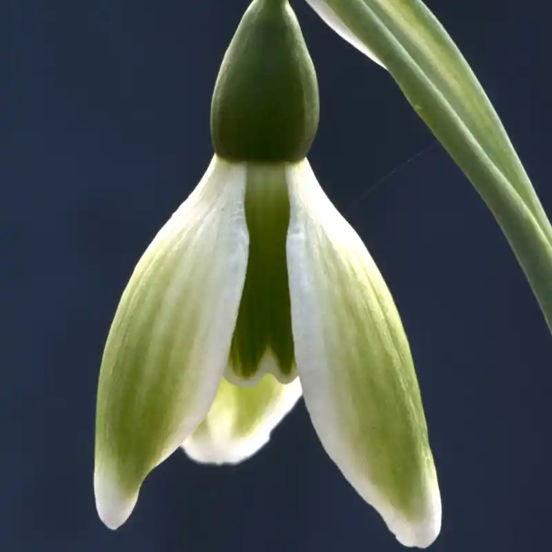 Galanthus ‘York Minster‘ - Vanaf nu beschikbaar