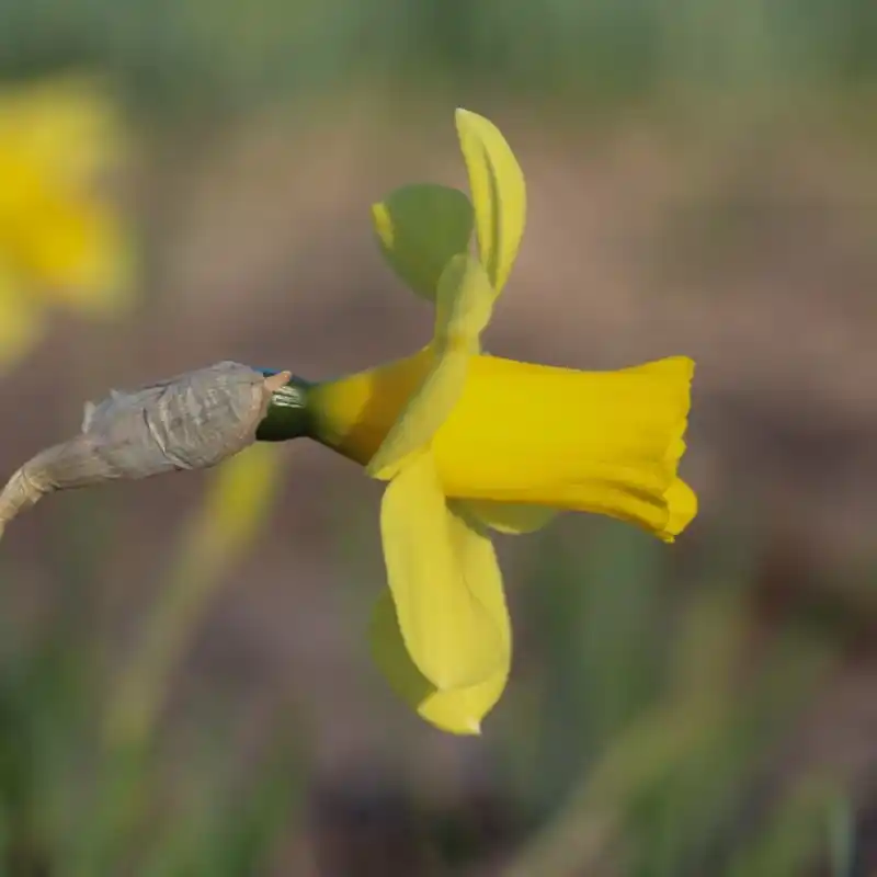 Narcissus ‘Flirt‘ | Online kopen