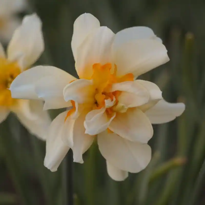 Populair | Narcissus ‘Glowing Phoenix‘