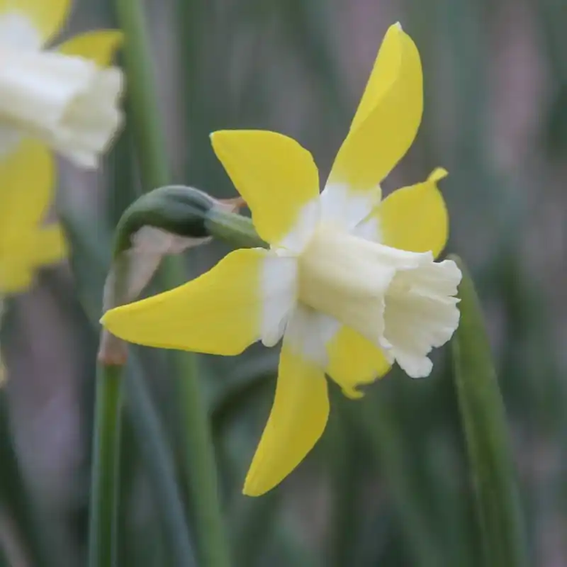Narcissus ‘Canary‘ | Voordeelprijs