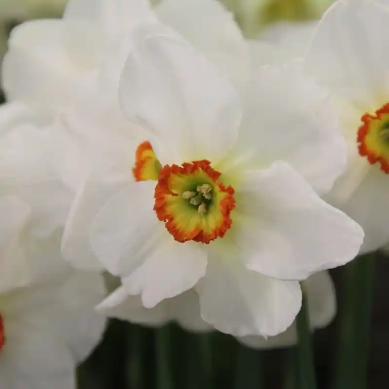 Rechtstreeks uit de fabriek - Narcissus ‘Mega‘