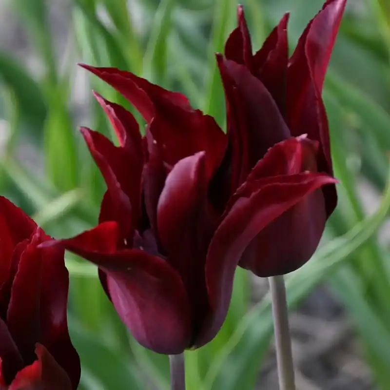 Meest verkocht - Tulipa ‘Sarah Raven‘