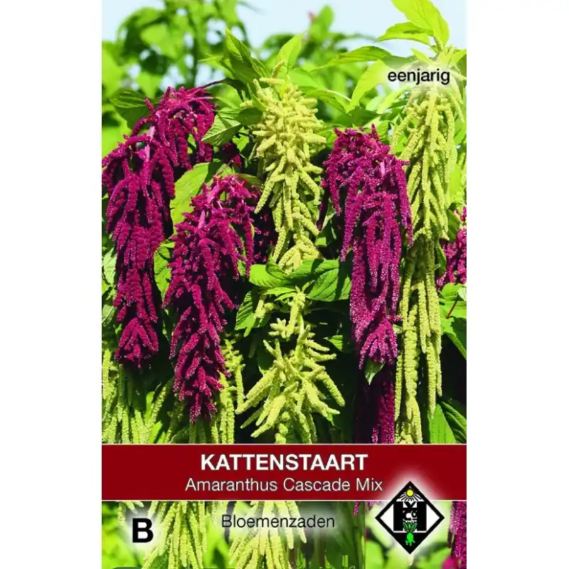 Topkwaliteit - Amaranthus caudatus ‘Cascade Mix‘ -zaden-