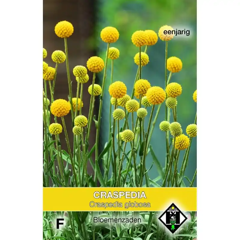 Craspedia globosa -zaden- | Hoog gewaardeerd