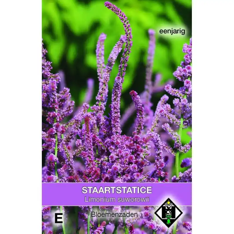 Limonium suworowii -zaden- - Bestel nu