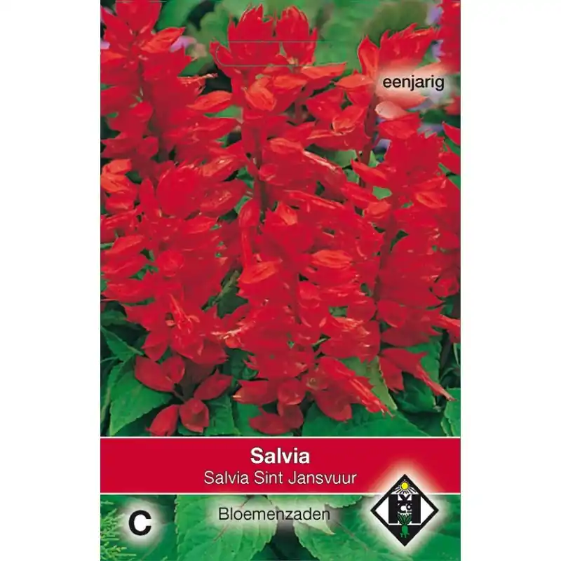 Snelle levering | Salvia splendens ‘Sint Jansvuur‘ -zaden-