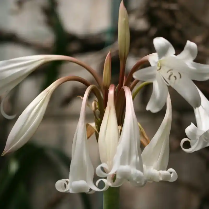 Nu beschikbaar | Crinum yemense