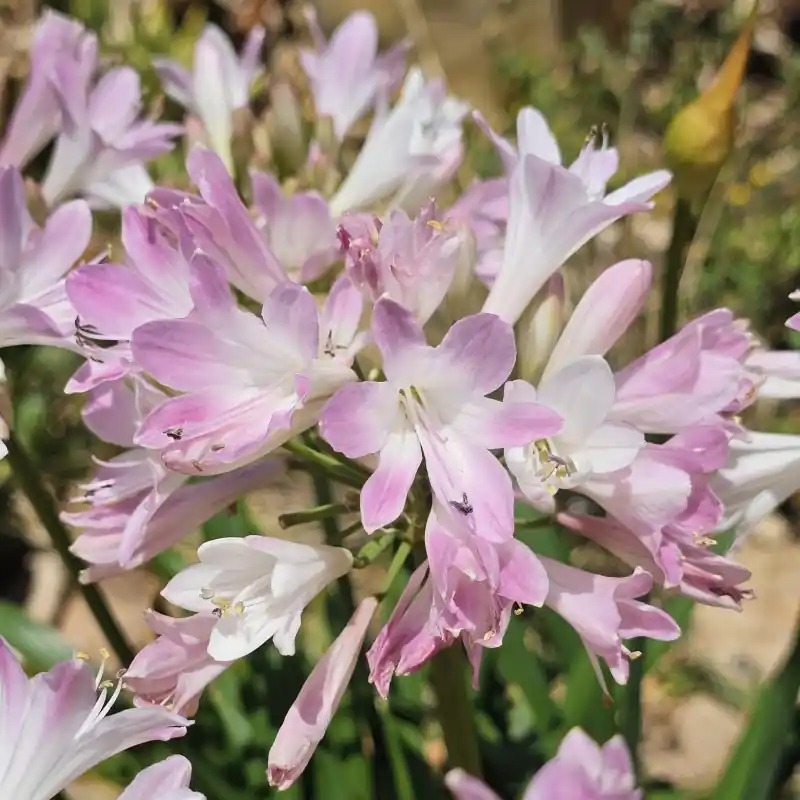 Agapanthus ‘Blush Pink‘ | Actieprijs