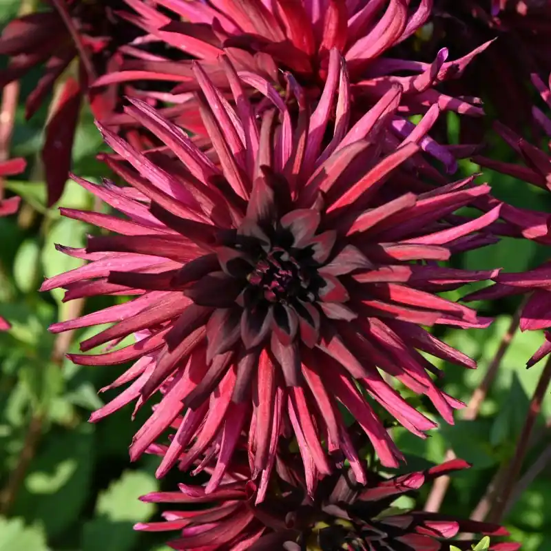 Outlet | Dahlia ‘Black Narcissus‘