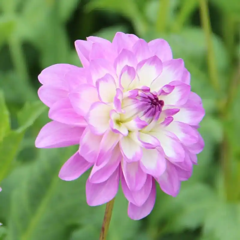 Uitverkoop - Dahlia ‘Blue Wish‘