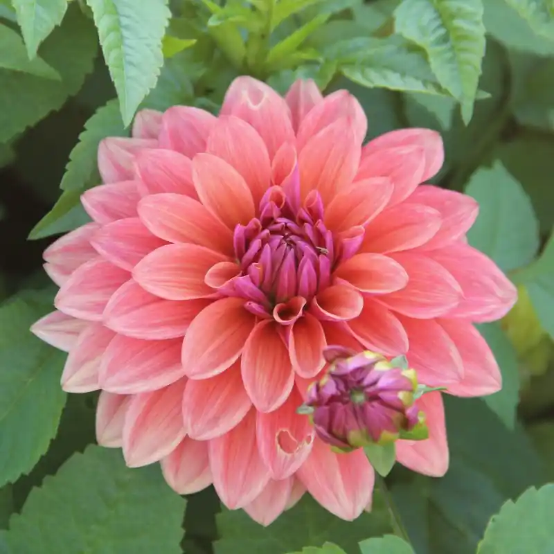 Topdeal | Dahlia ‘American Dawn‘