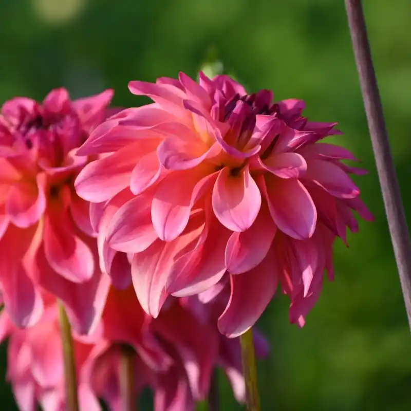 Shop nu - Dahlia ‘Belfloor‘