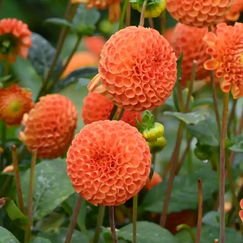 Deal - Dahlia ‘Bantling‘ BIO