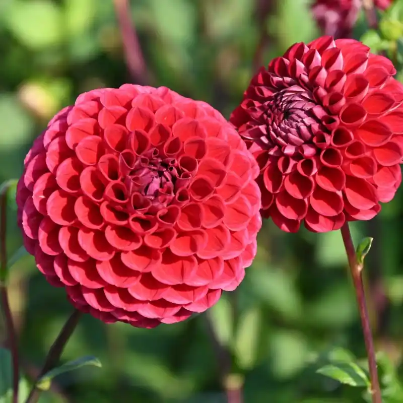 Dahlia ‘Cornel‘ BIO - Aanbieding