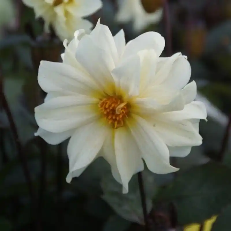 Voordeelprijs - Dahlia ‘Dainty Daisy‘ BIO