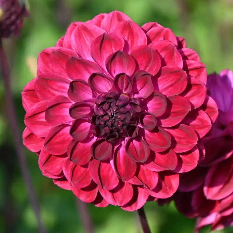Nieuw gelanceerd - Dahlia ‘Buran‘ -BIO-