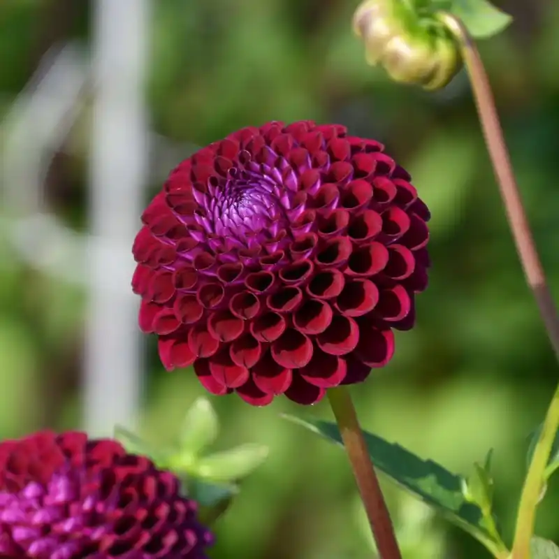 Op voorraad | Dahlia ‘Downham Royal‘