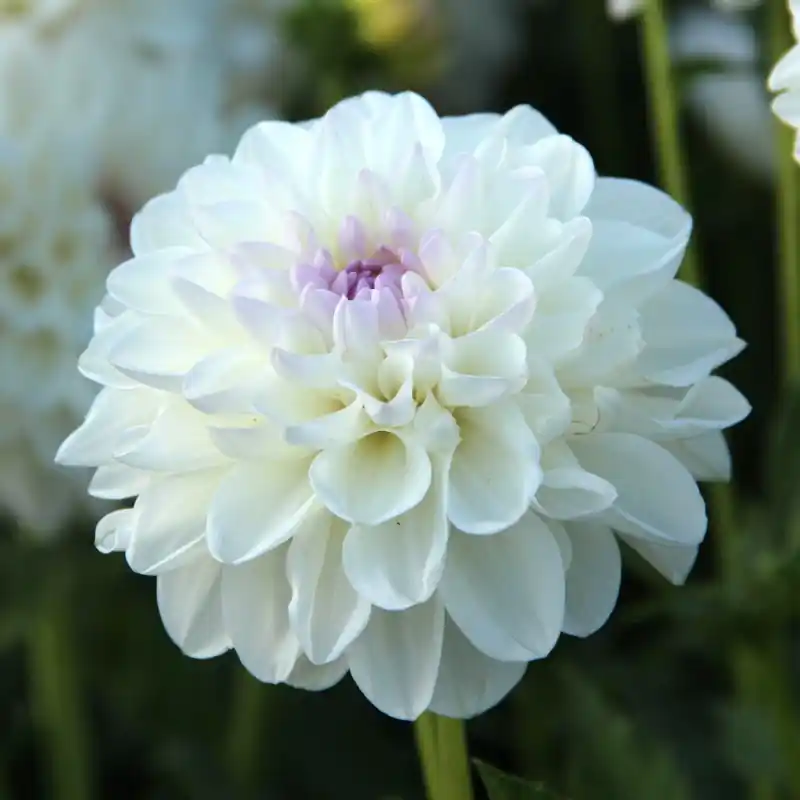 Tijdelijk aanbod | Dahlia ‘Eveline‘ BIO