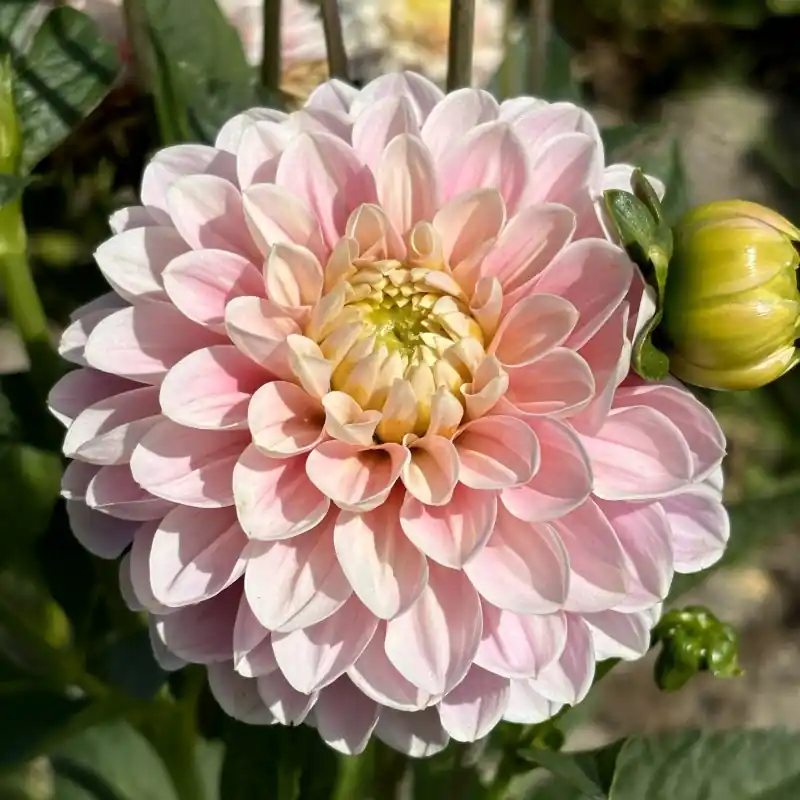 Dahlia ‘Faye‘ BIO - Nieuw