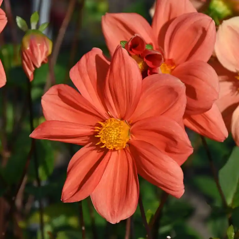 Dahlia ‘G.F. Hemerik‘ - Topdeal