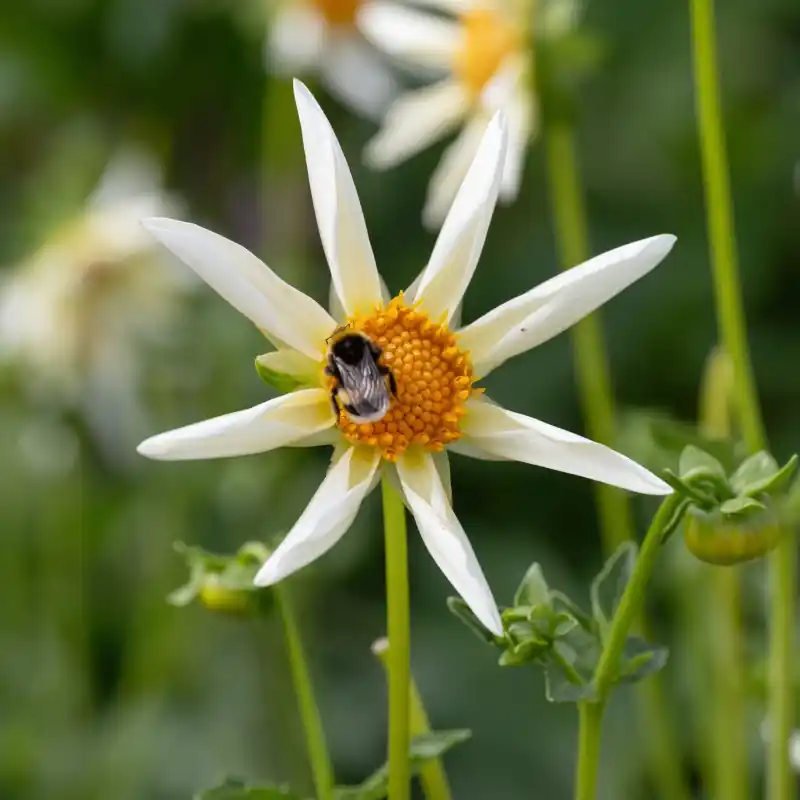 Dahlia ‘Honka Wit‘ - Profiteer nu