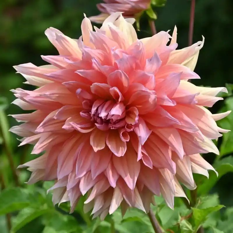 Dahlia ‘Mango Madness‘ - Online kopen