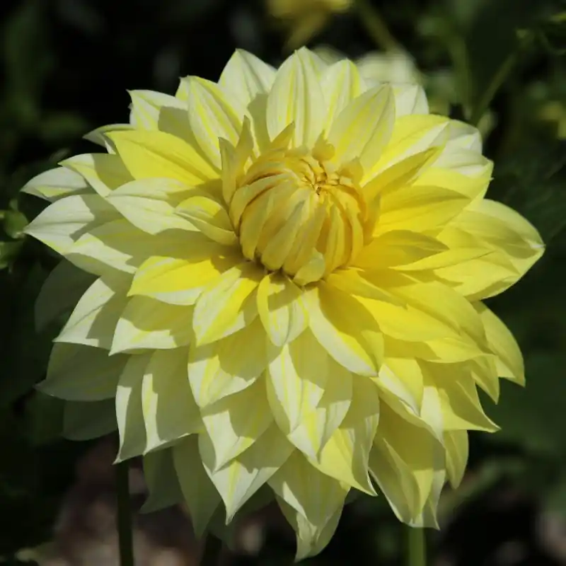 Nog enkele stuks | Dahlia ‘La Luna US‘