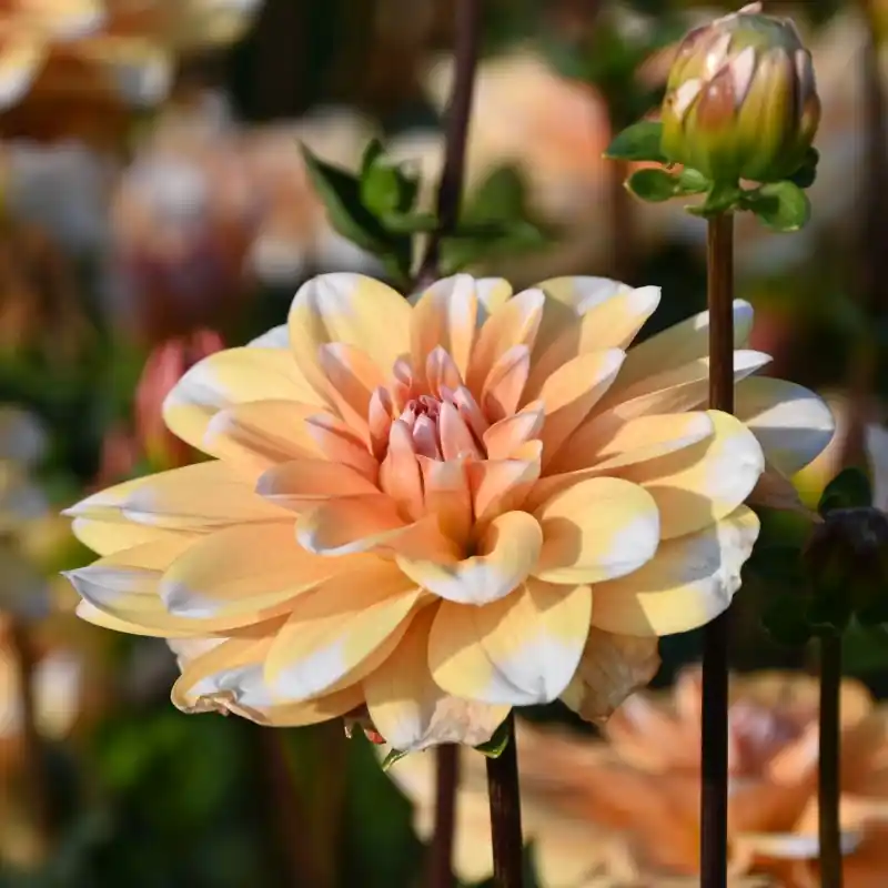 Dahlia ‘Orange Perception‘ ™ - Aanbieding