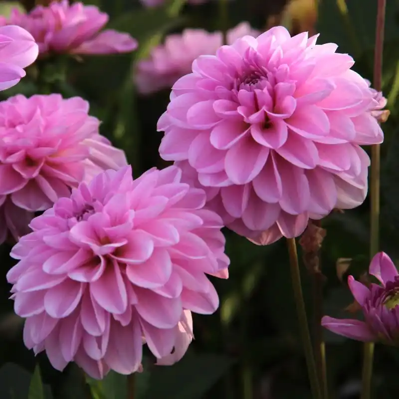 Prijsverlaging | Dahlia ‘Pink Pop‘ -BIO-