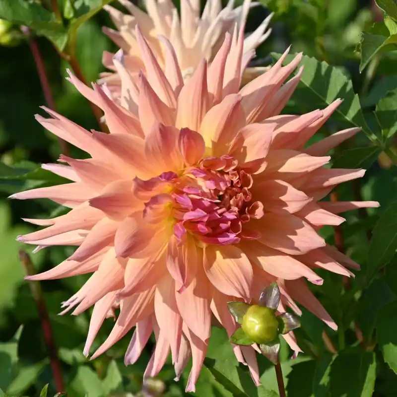 Dahlia ‘Penhill Autumn Shade‘ | Nog maar enkele beschikbaar