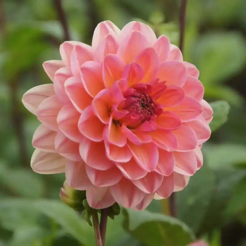 Dahlia ‘Phyllis Farmer‘ BIO - Nieuw gelanceerd