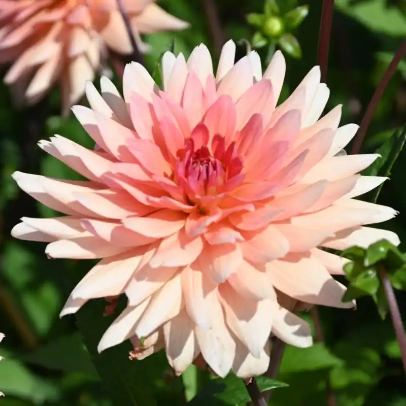 Dahlia ‘Schneckenstein‘ | Koopje