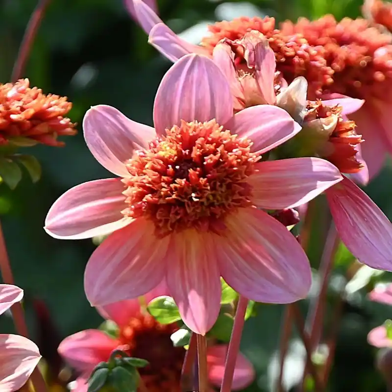 Bijna uitverkocht - Dahlia ‘Totally Tangerine‘ -BIO-
