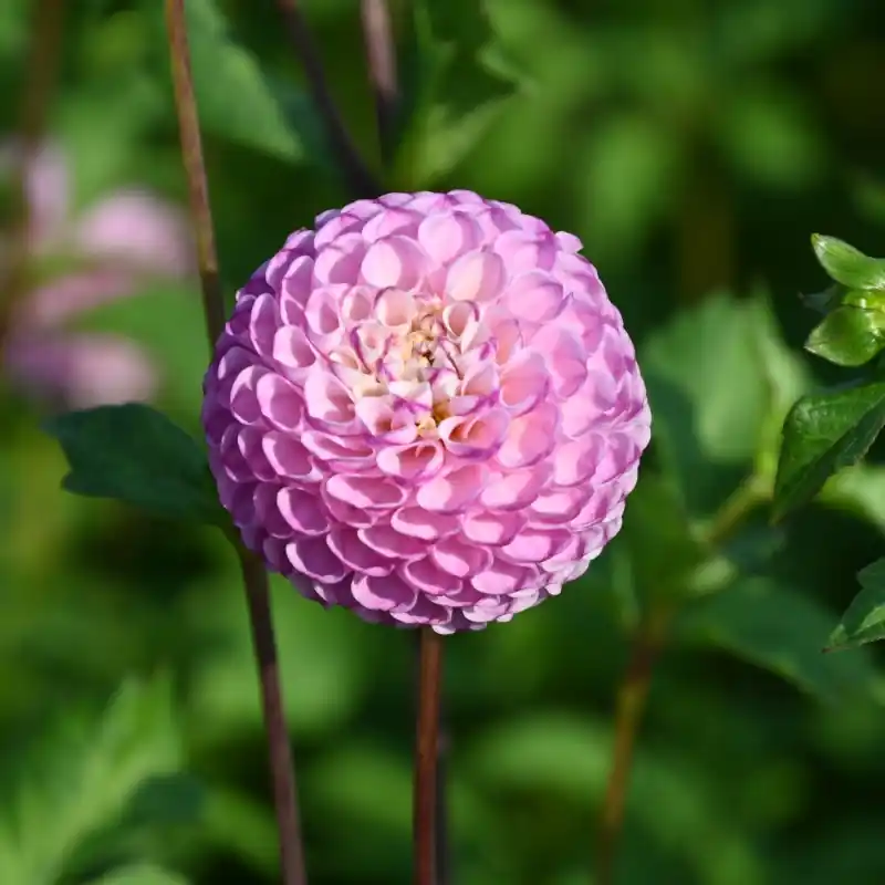 Meest verkocht - Dahlia ‘Zippity Do Da‘