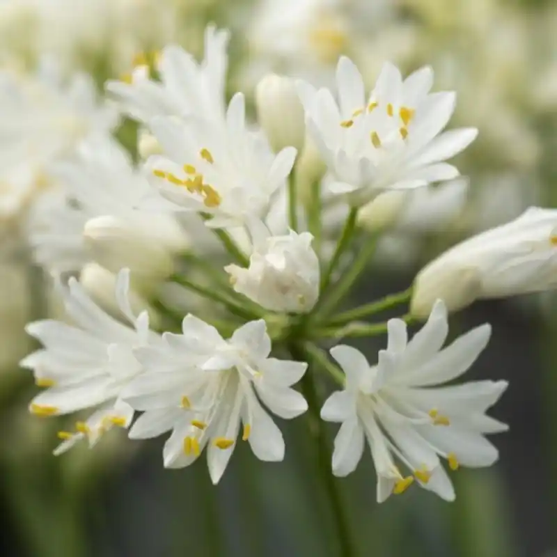 Uitverkoop - Agapanthus ‘Double Diamond‘