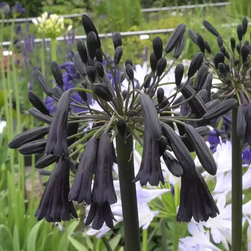 Nieuw product - Agapanthus ‘Black Magic‘