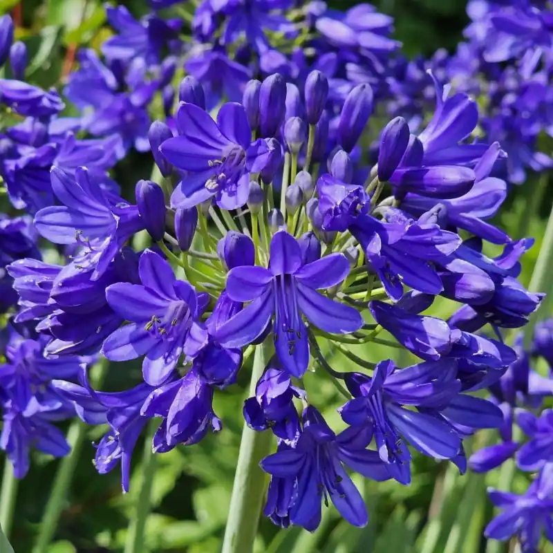 Agapanthus ‘Flowers of Love‘ | Online bestellen