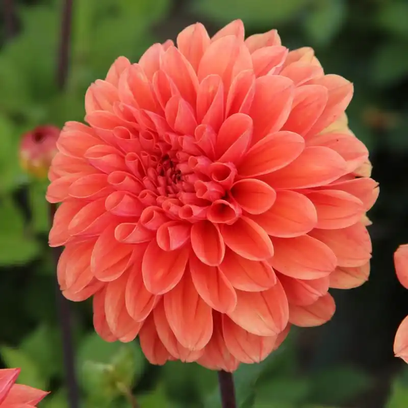 Dagdeal - Dahlia ‘Orange King‘ -BIO-