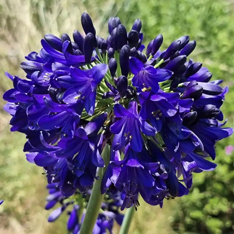 Agapanthus ‘Midnight Sky‘ | Nu beschikbaar