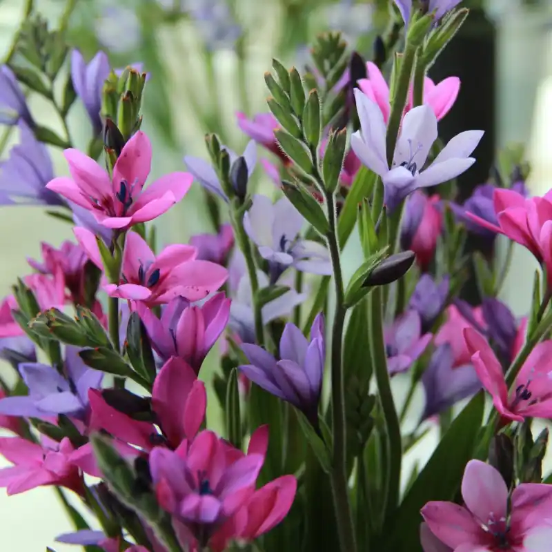Gratis retourneren | Babiana stricta