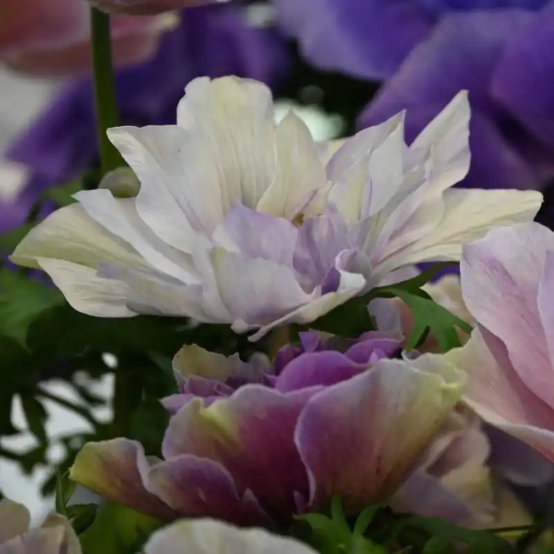 Snelle verzending - Anemone coronaria MISTRAL PLUS® ‘Rarity‘