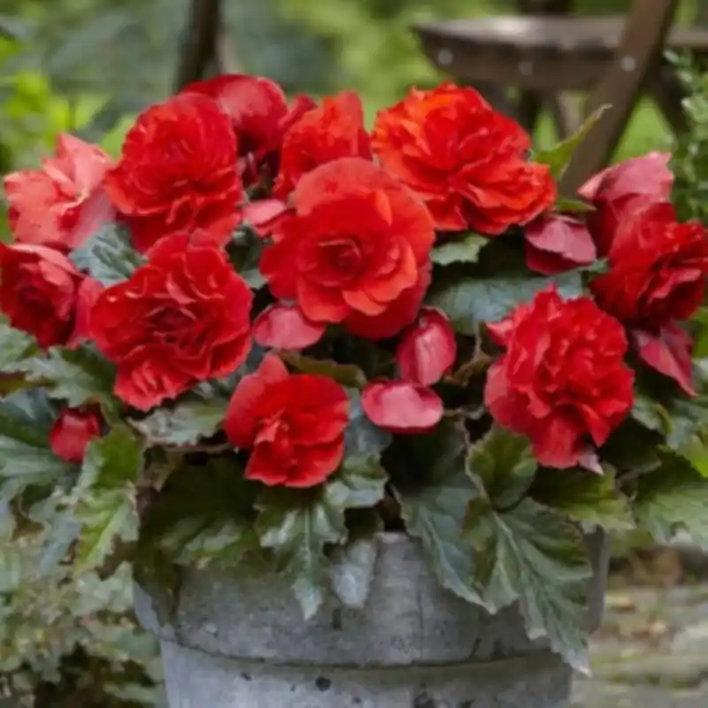 Outlet - Begonia ‘Cascade Odorosa Red Sunset‘