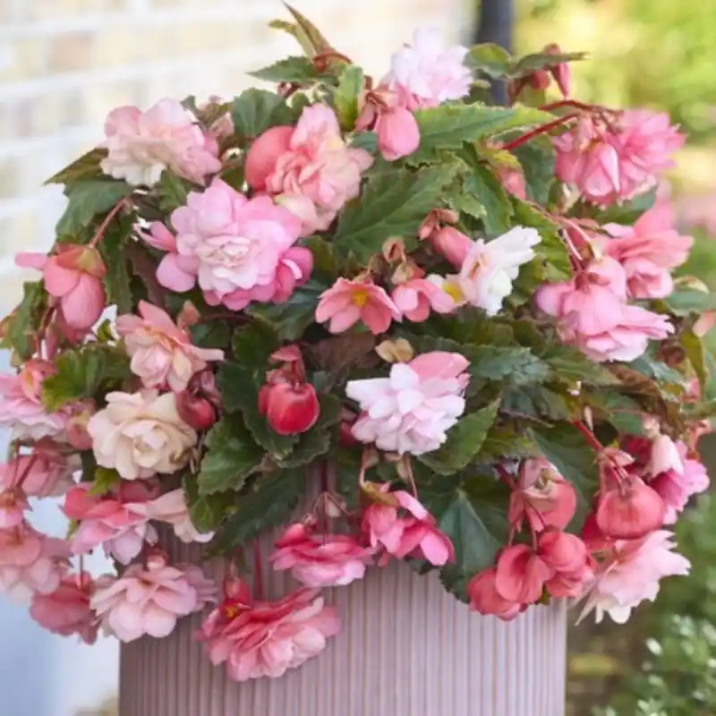 Begonia ‘Cascade Florence‘ | Wees er snel bij