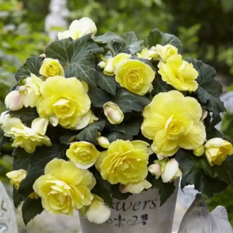 Begonia ‘Cascade Odorosa Yellow Flame‘ - Online bestelbaar