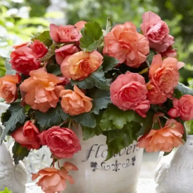 Begonia ‘Cascade Odorosa Sweet Pink‘ - Mis het niet